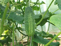 Cucumis sativus